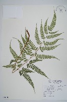 斜方複葉耳蕨藏品圖，第1張