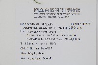 斜方複葉耳蕨藏品圖，第2張