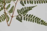 斜方複葉耳蕨藏品圖，第3張