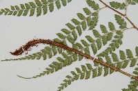 斜方複葉耳蕨藏品圖，第4張