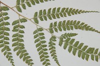 斜方複葉耳蕨藏品圖，第5張