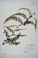 瓶蕨藏品圖，第1張