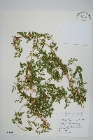 海金沙藏品圖，第2張