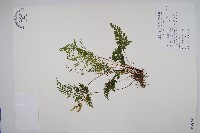 烏蕨藏品圖，第1張