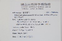 單葉雙蓋蕨藏品圖，第2張