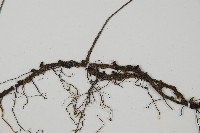 單葉雙蓋蕨藏品圖，第3張