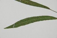 單葉雙蓋蕨藏品圖，第4張