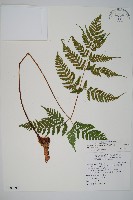 長葉鱗毛蕨藏品圖，第1張