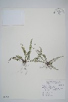 鐵角蕨藏品圖，第1張