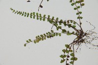 鐵角蕨藏品圖，第3張