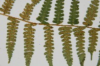 擬德氏雙蓋蕨藏品圖，第3張