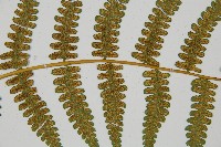 擬德氏雙蓋蕨藏品圖，第4張