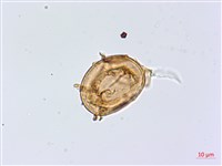 擬德氏雙蓋蕨藏品圖，第2張