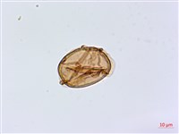 擬德氏雙蓋蕨藏品圖，第4張