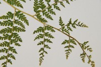 熱帶鱗蓋蕨藏品圖，第3張