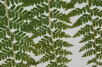 熱帶鱗蓋蕨藏品圖，第4張