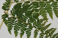 熱帶鱗蓋蕨藏品圖，第5張