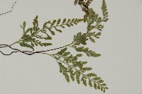 深山鐵角蕨藏品圖，第3張