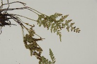 深山鐵角蕨藏品圖，第4張