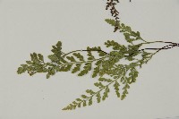 深山鐵角蕨藏品圖，第5張