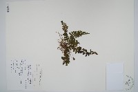 宿蹄蓋蕨藏品圖，第1張