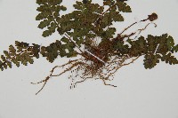 宿蹄蓋蕨藏品圖，第5張