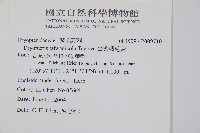 臺灣鱗毛蕨藏品圖，第2張