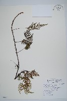 阿里山陰石蕨藏品圖，第1張