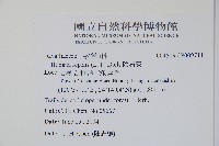 阿里山陰石蕨藏品圖，第2張