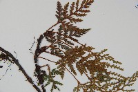 阿里山陰石蕨藏品圖，第3張