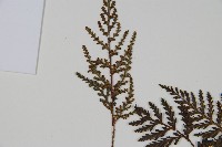 阿里山陰石蕨藏品圖，第4張