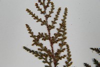 阿里山陰石蕨藏品圖，第5張