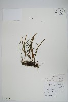 擬芨瓦葦藏品圖，第1張