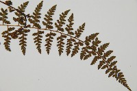 宿蹄蓋蕨藏品圖，第2張