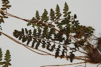 宿蹄蓋蕨藏品圖，第4張