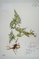 日本金粉蕨藏品圖，第1張