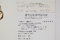 日本金粉蕨藏品圖，第2張