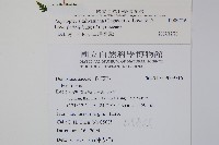 台灣亮毛蕨藏品圖，第1張