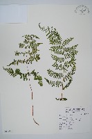 台灣亮毛蕨藏品圖，第3張