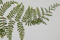 台灣亮毛蕨藏品圖，第5張