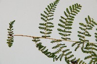 台灣亮毛蕨藏品圖，第6張