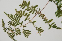 台灣亮毛蕨藏品圖，第7張