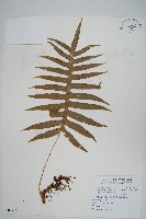 大葉玉山茀蕨藏品圖，第1張