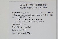 大葉玉山茀蕨藏品圖，第2張