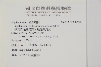 薄葉孔雀鐵角蕨、邊孢鐵角蕨藏品圖，第2張