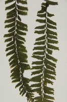 薄葉孔雀鐵角蕨、邊孢鐵角蕨藏品圖，第4張