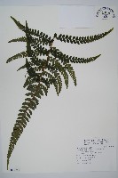 團羽鱗蓋蕨藏品圖，第1張