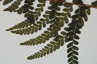 團羽鱗蓋蕨藏品圖，第3張