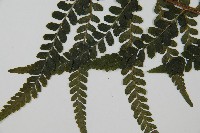 團羽鱗蓋蕨藏品圖，第4張