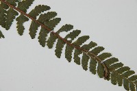 團羽鱗蓋蕨藏品圖，第5張